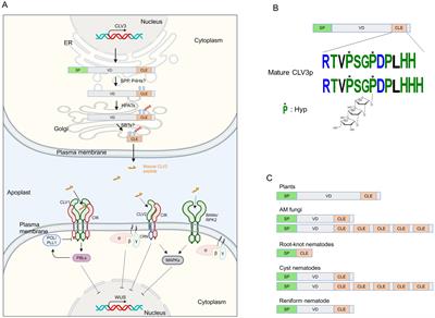 CLE peptide signaling in plant-microbe interactions